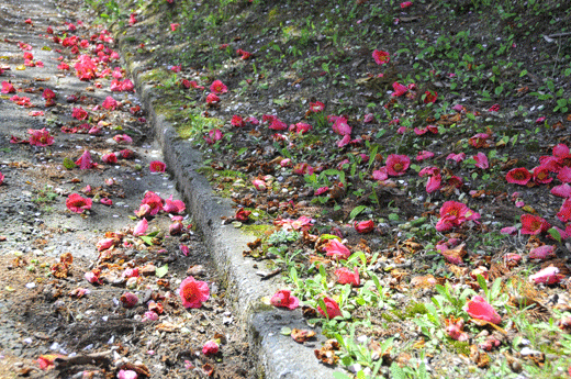 c0093046_7515023.gif