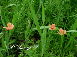 c0176651_2221507.gif