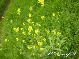 c0176651_222222.gif