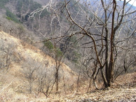 今シーズン初の岩泉、春山の幸を求めて　その２_b0096052_1165634.jpg