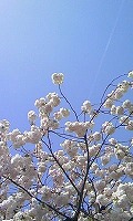 c0127058_9102772.jpg