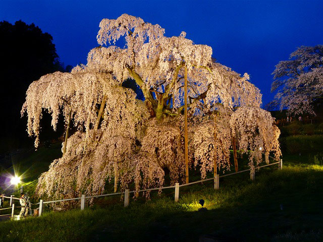 三春滝桜～_d0041158_6275755.jpg