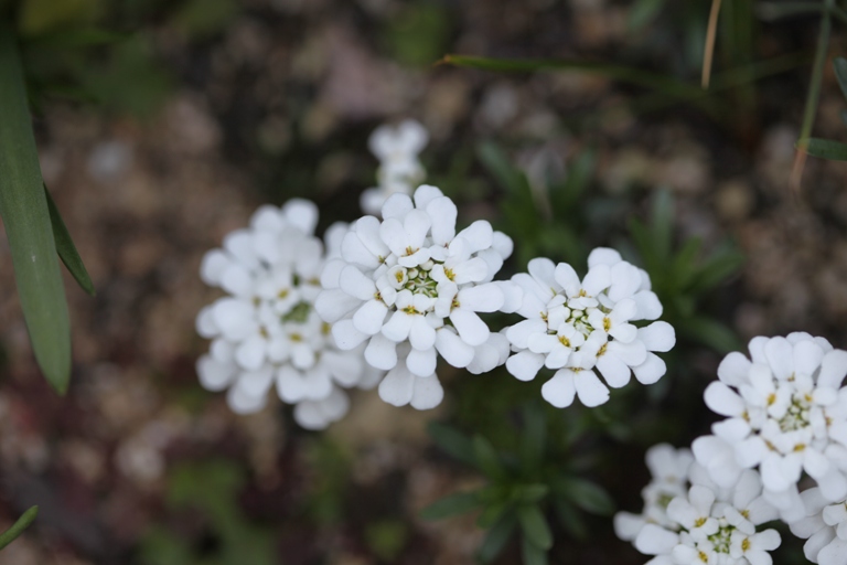 庭の花 風に吹かれて 庭の花 風に吹かれて