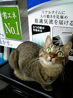 ぼんぼん猫にっき_c0197164_2231446.jpg