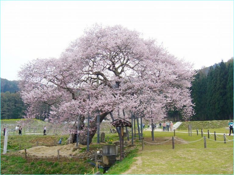 772) 高山村・五大桜の弐_d0092767_1949295.jpg