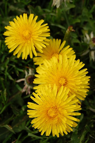 e0128367_1174284.jpg