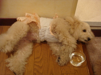 2009.4.23 今日のお出かけ、整体治療へ。_a0083571_0143718.jpg