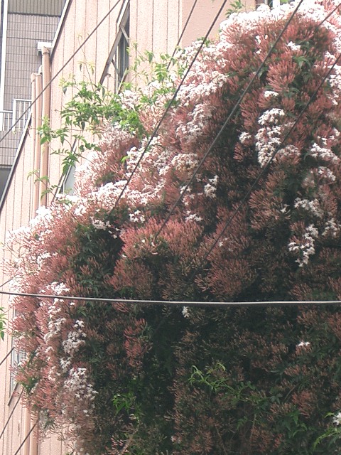 c0162773_14501962.jpg