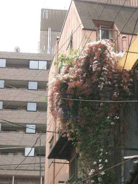 c0162773_14503663.jpg