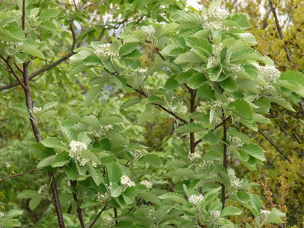 e0024081_16253037.jpg