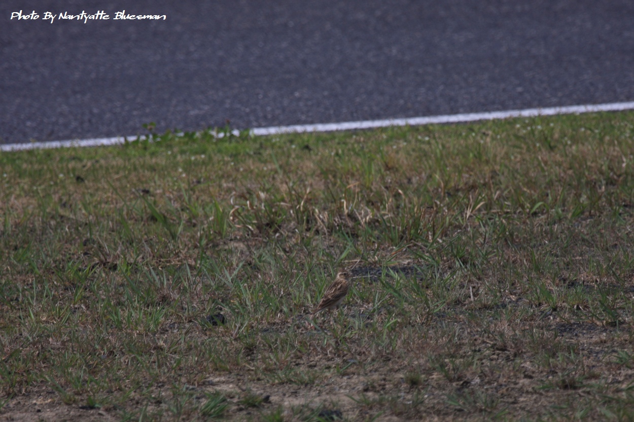 SUPER GT 2Rd. In 鈴鹿サーキット Part 3_b0147786_21415028.jpg