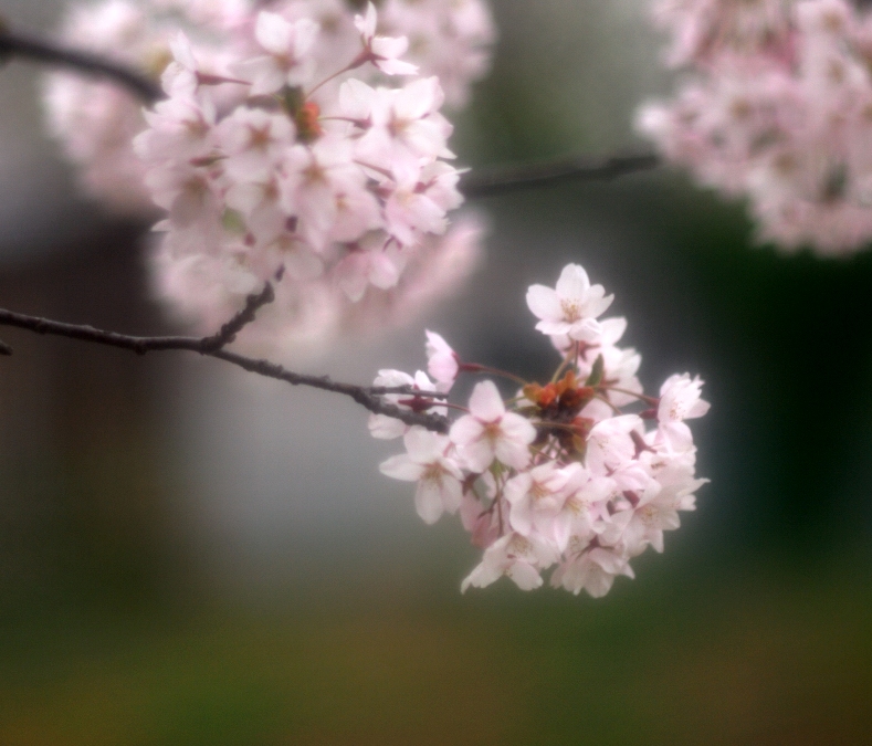 桜と　遊ぶ_f0205287_135325.jpg