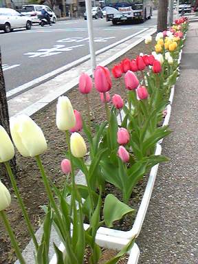 花いっぱいの新潟。_a0045293_11593159.jpg