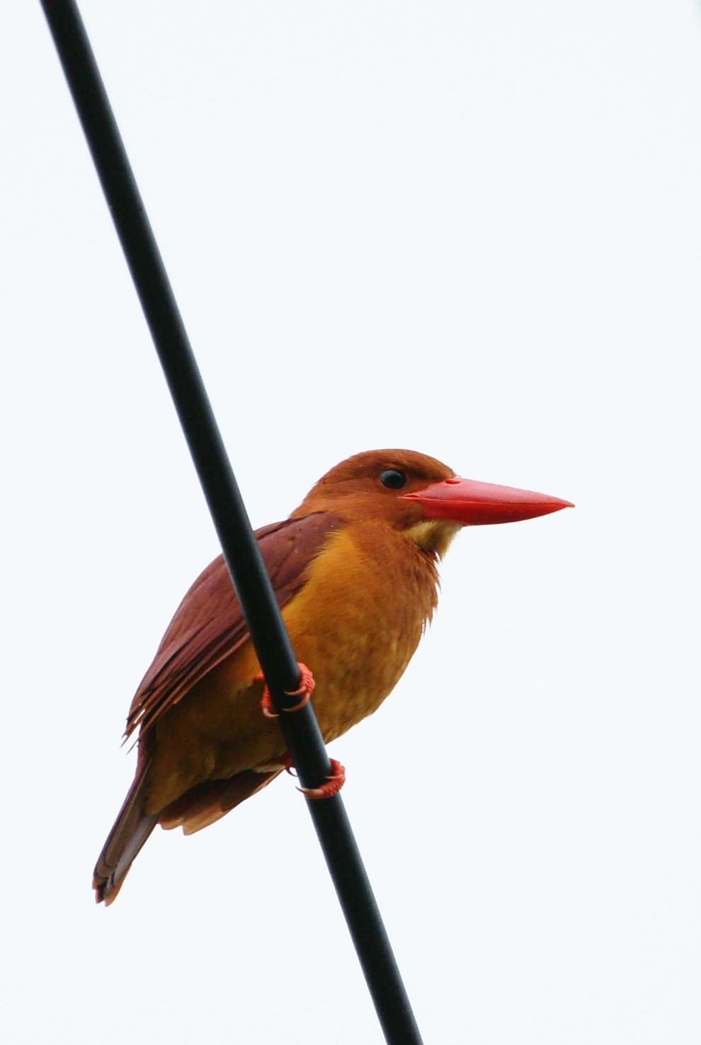 c0124795_975844.jpg