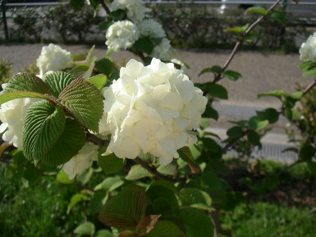 c0173896_14243740.jpg