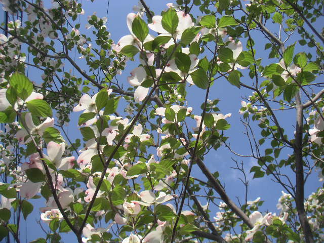 c0173896_14253931.jpg