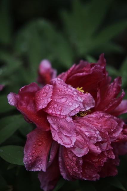 雨の日だから～妖獣～_c0071611_10354943.jpg