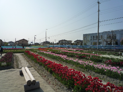 北島公園のチューリップ☆徳島_b0146414_11221724.jpg