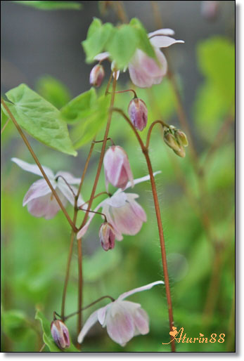      イカリ草　・　苧環の花_d0025414_21131180.jpg