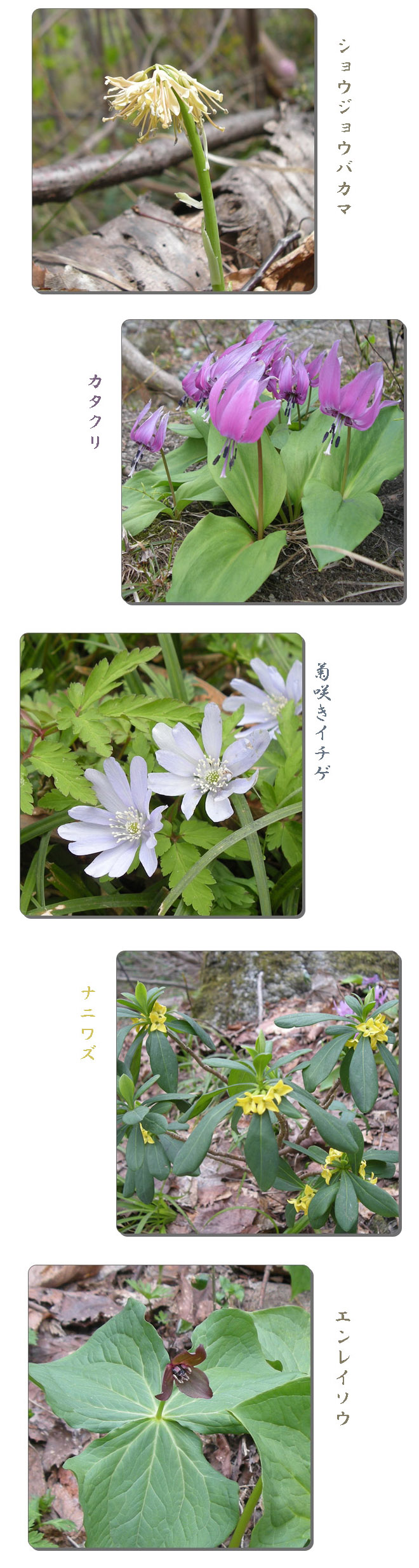 佐渡島で出会った　花，花，花_d0080118_20485852.jpg