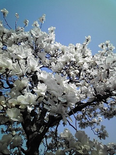 c0182022_0405872.jpg