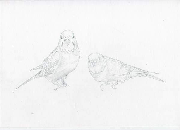 超目玉枠 鉛筆画 セキセイインコ 原画円から 美術 工芸品 Reachahand Org