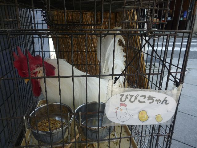 にわとりのぴぴこちゃん_b0054727_12371458.jpg