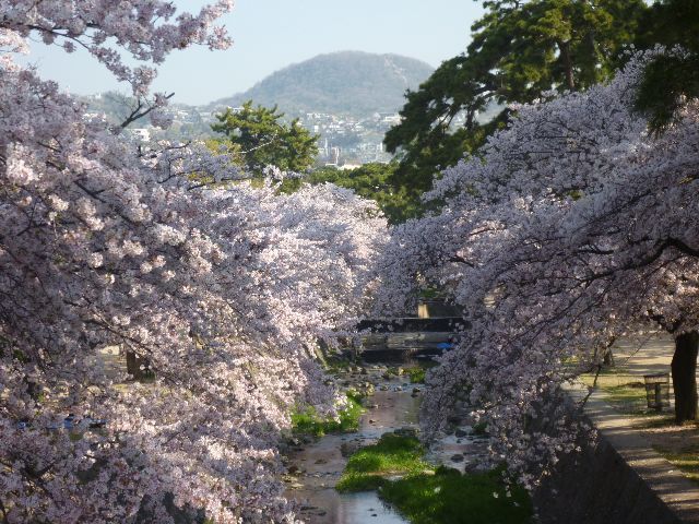 桜満開_b0054727_14354342.jpg