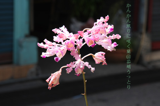 d0042827_15173690.jpg