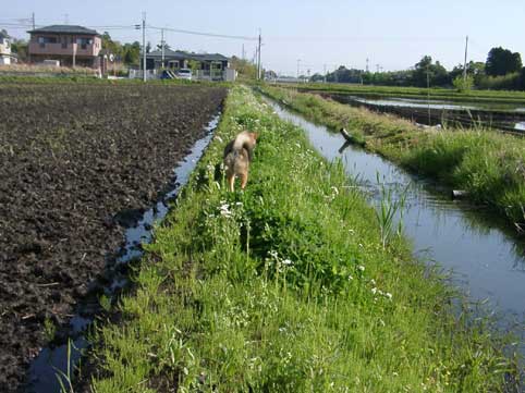 田植えとモザイクの共通点_b0143231_2329819.jpg