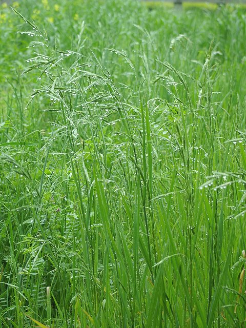 雨の日_b0082732_22515531.jpg