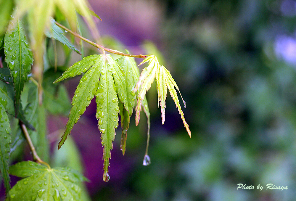 雨に濡れて。。。_e0072638_15514372.jpg