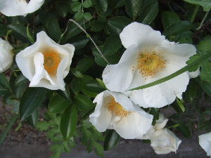a0054240_21504291.jpg
