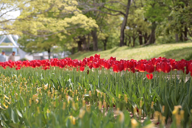 万博公園5　チューリップフェスタ2_e0157642_21213734.jpg