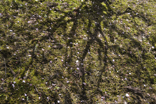c0093046_849749.gif