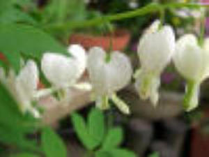 f0031546_16223731.jpg