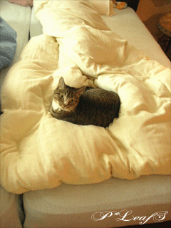 c0176651_1443313.gif