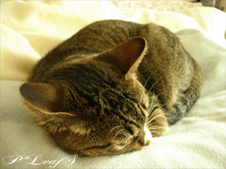 c0176651_14455752.gif