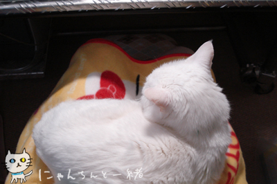 お膝生活_e0031853_043893.jpg