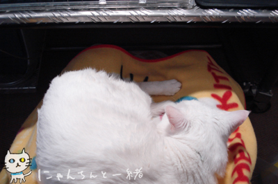 お膝生活_e0031853_052175.jpg