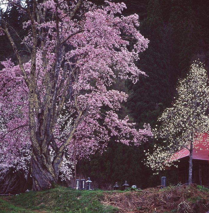 南会津町小塩の桜・・・_f0169053_19123738.jpg