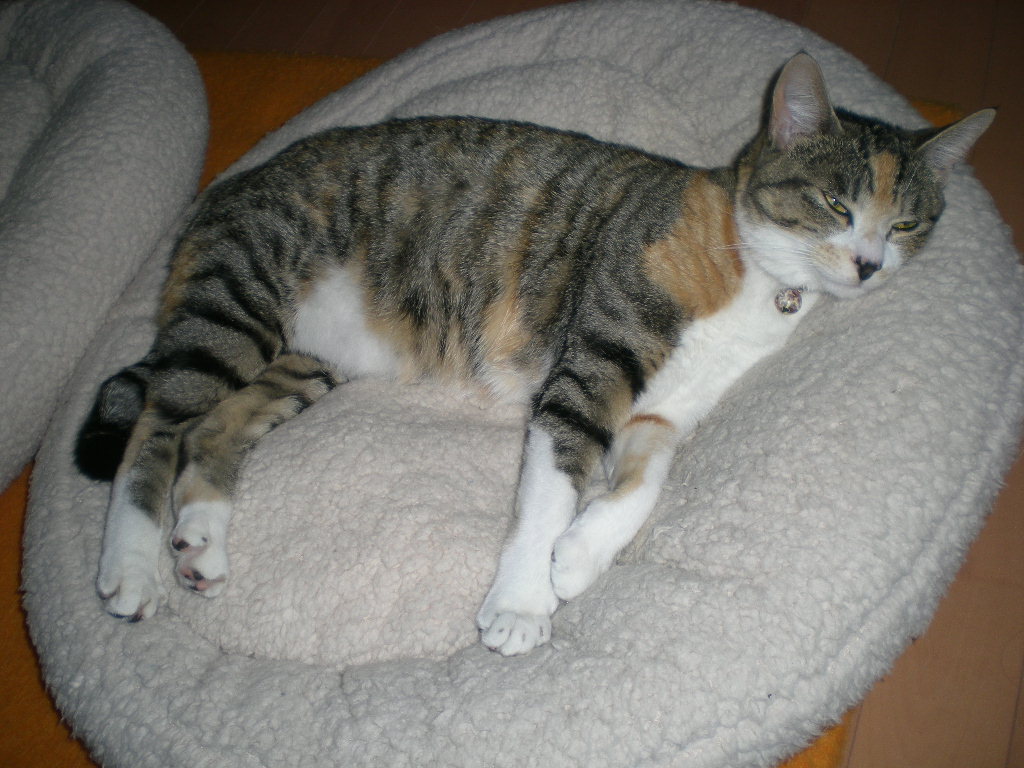 2009年4月25日(土)雨の日はお部屋の中で!_f0060461_21134336.jpg