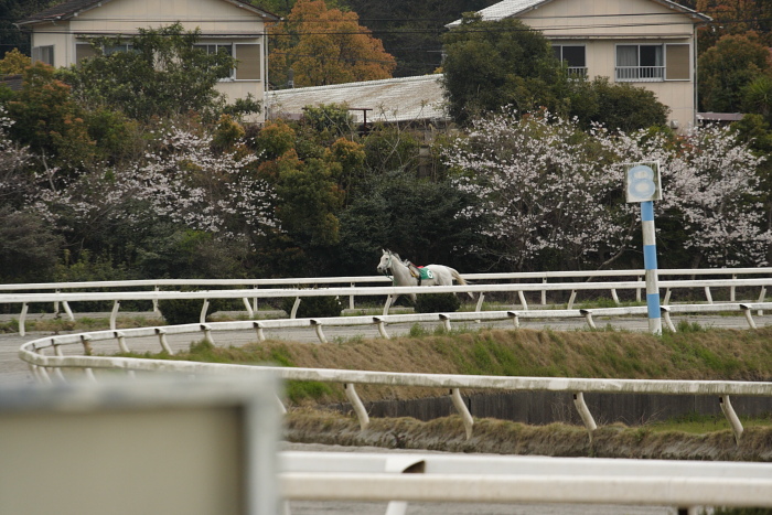 2009年3月28日（土） 高知競馬 2R D9 レース_a0077663_81617.jpg