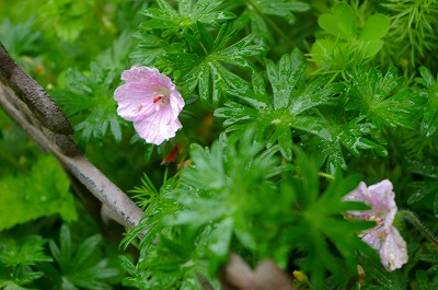 薔薇の開花速報　忙しいわ_c0198367_14272630.jpg