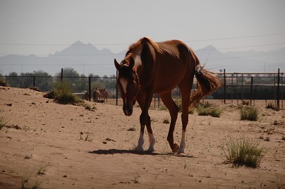 e0066474_14929.jpg