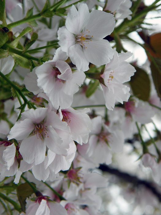 造幣局・花のまわりみち　＃９　その他いろいろ_c0120976_17561482.jpg