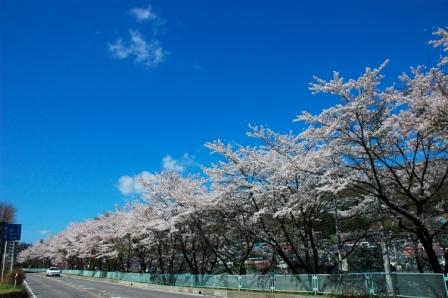 桜並木_f0180878_14365871.jpg