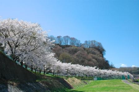桜並木_f0180878_14371370.jpg