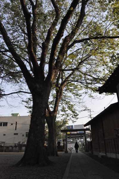 江古田散歩_c0187782_23123925.jpg
