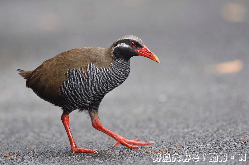 週刊　　野鳥の世界　38　　ヤンバルクイナ 週刊 野鳥の世界 38 ヤンバルクイナ 週刊 野鳥の世界 38